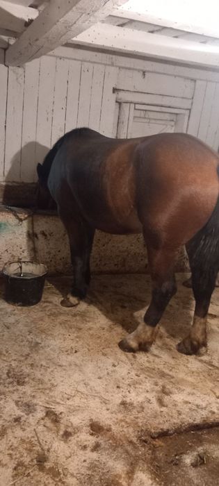 Vând mânza de un an jumate