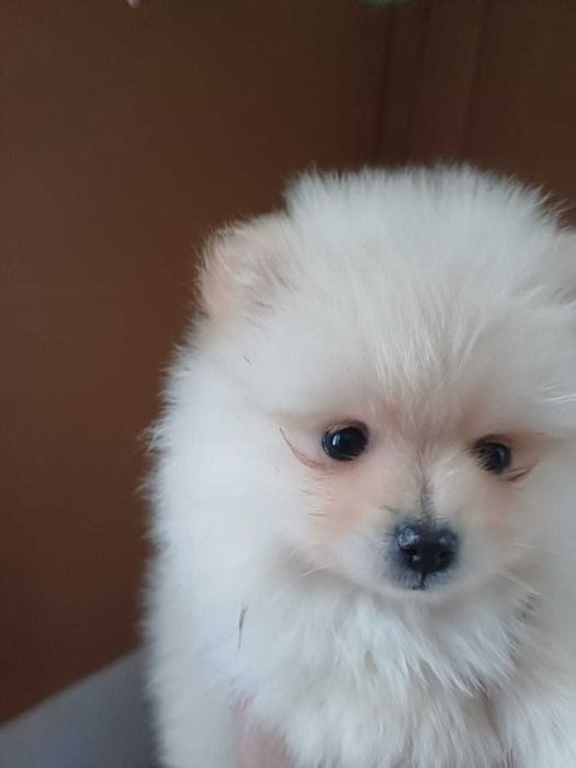 Щенки цверг шпица продажа