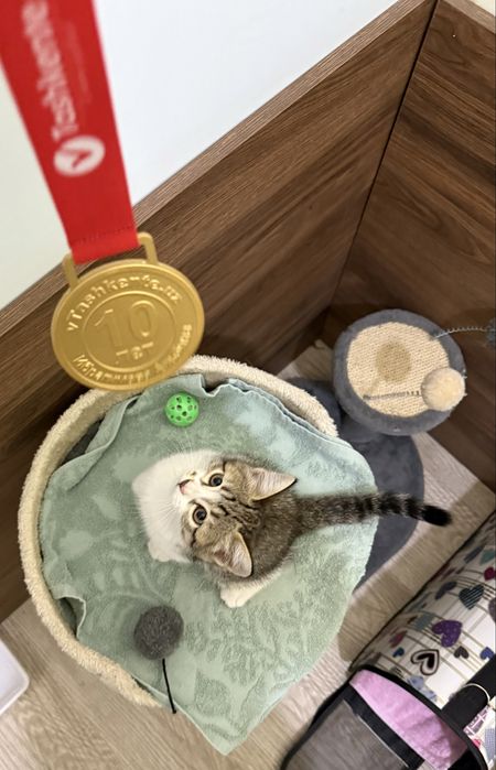 Пристраиваю котенка
