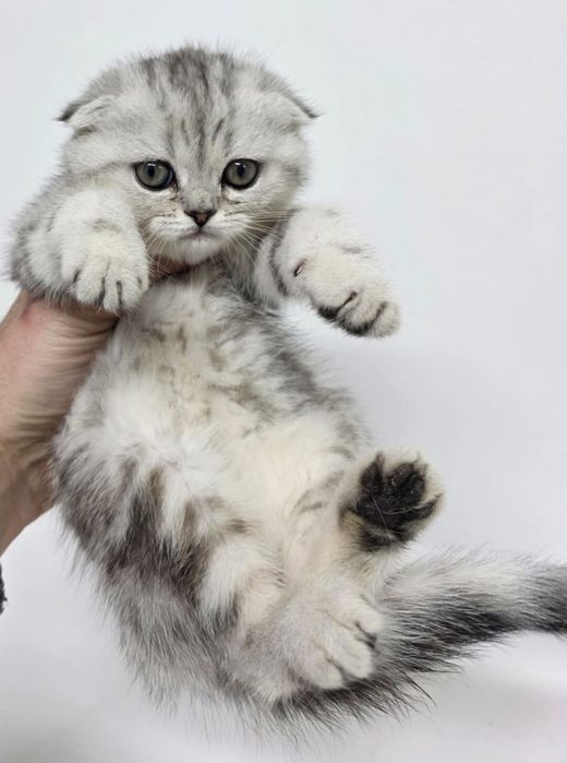 коШечки  висЛоуХие ШотЛанДскиЕ