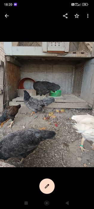 Puicuțe italiene albastru și negru