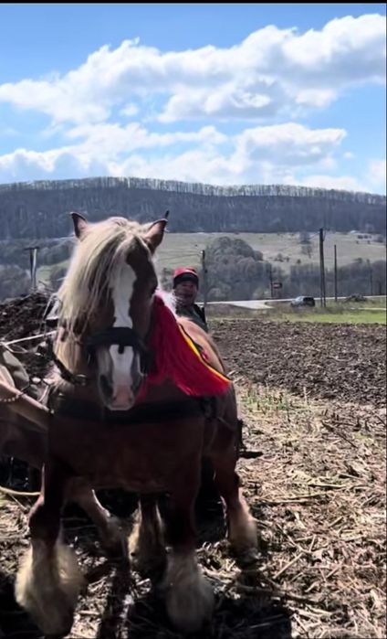 Vand o iapa semi grea romaneasc