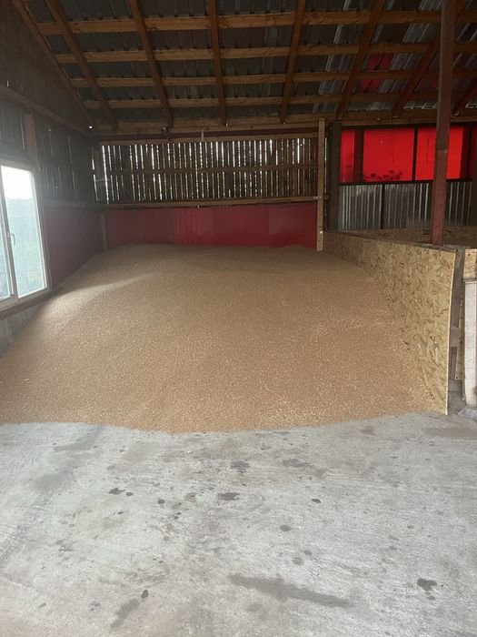 Grâu de vanzare  soi avenue