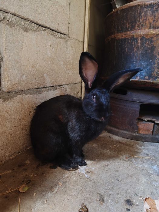 Vând iepuroaica neagra