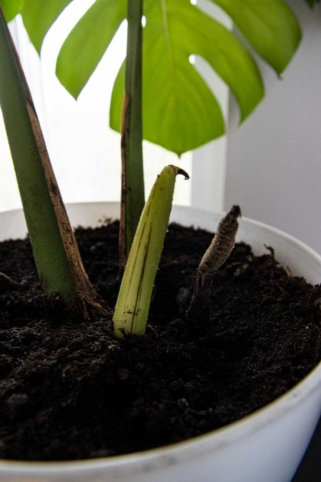 Monstera deliciosa – внушително и масивно растение с големи листа