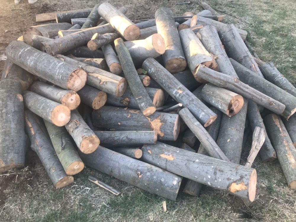 Vand lemne pentru foc la 450 lei m ster !
