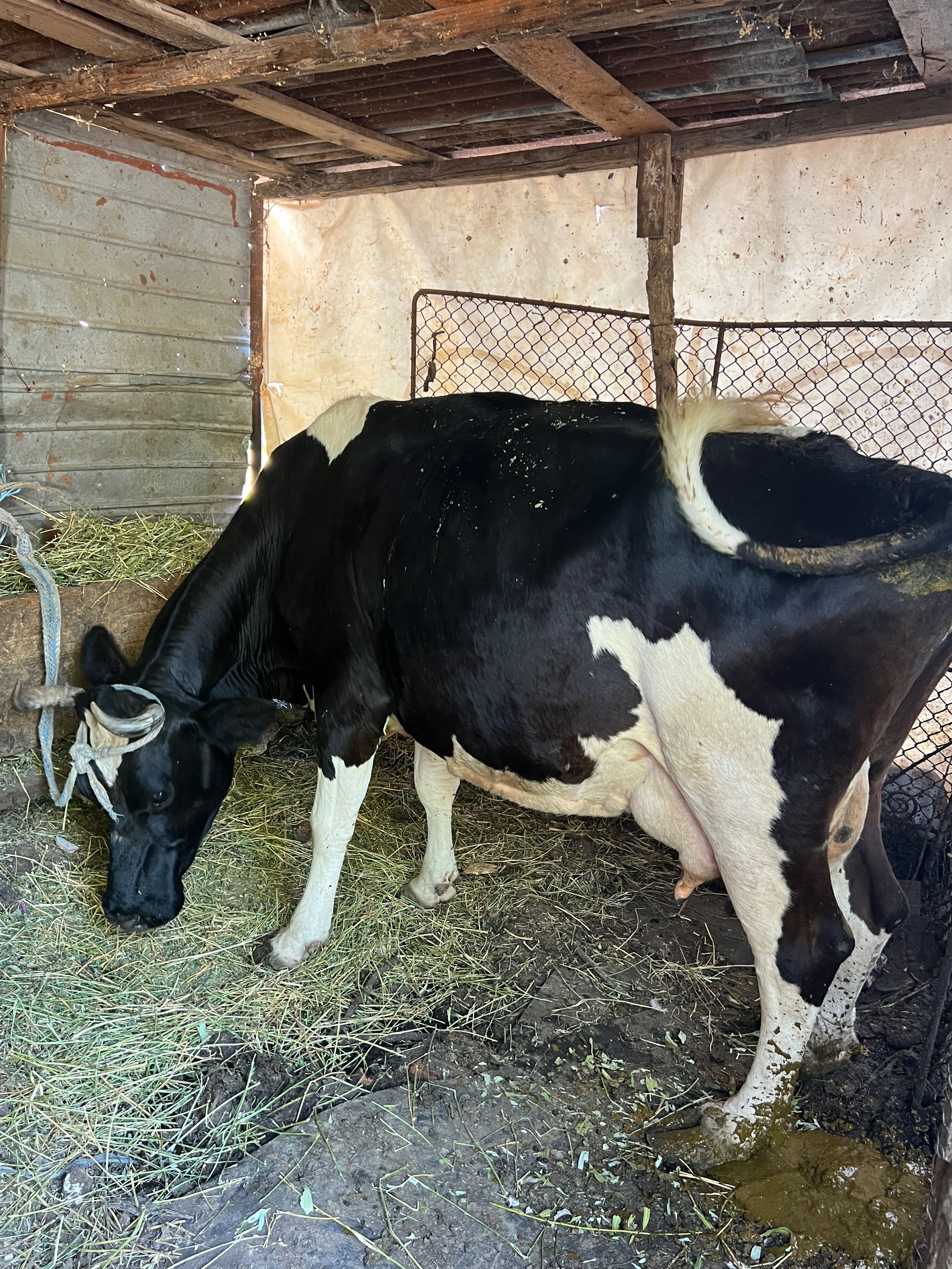 Vând vaca de lapte