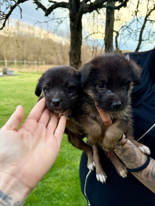 Подарявам 3 бебета кучета