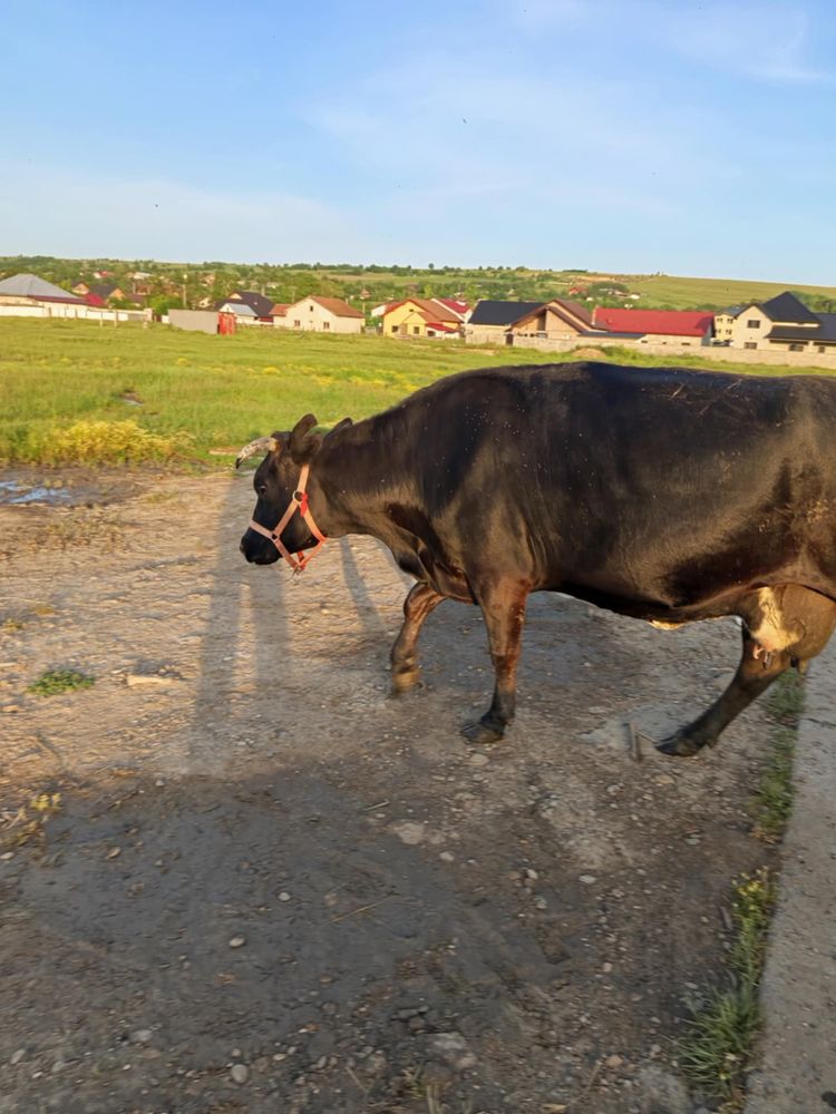 Vaca gestanta de vanzare