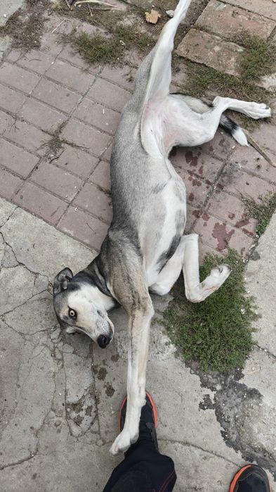 Ogar - Husky - femela - donație