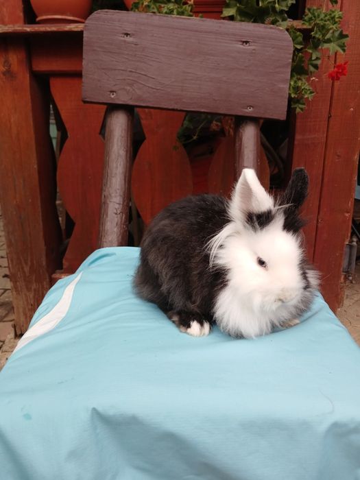 Iepurași Cap de leu cu ochii albaștri