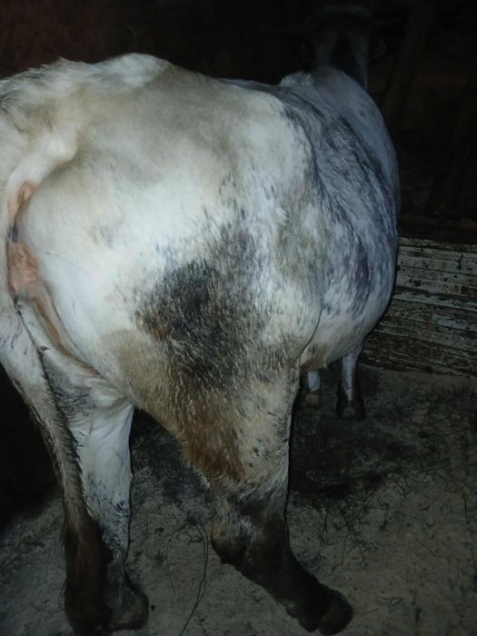 Vând Junica Albastru Belgian gestantă in 5 luni