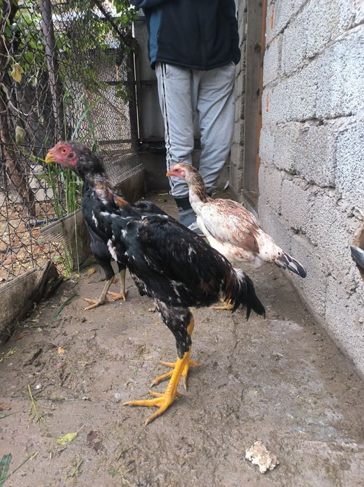 Тауык дакан  4 айлық Шымкент тек түр  келісеміз