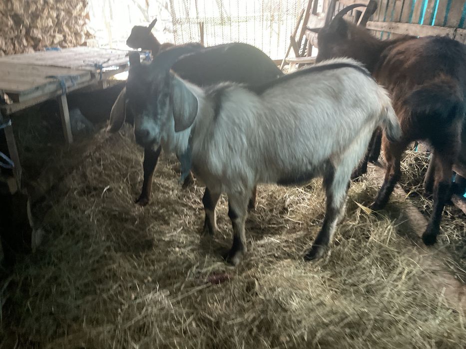 Vand ce se vede in poza