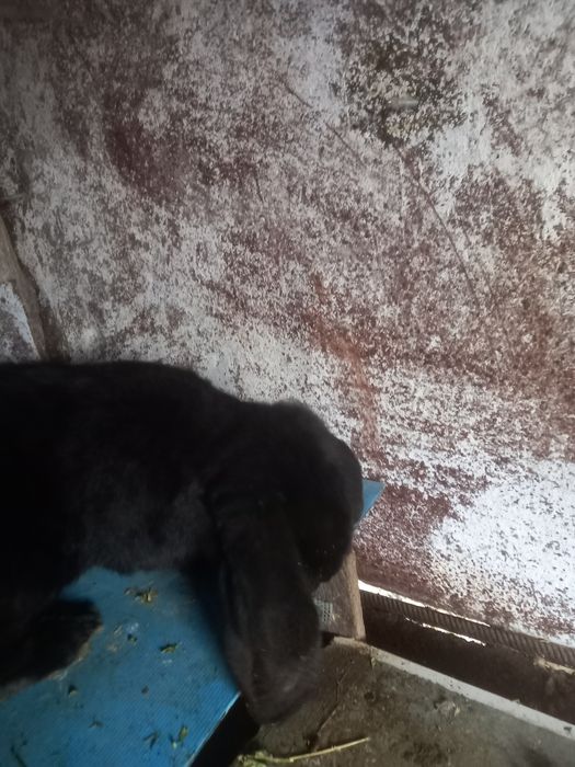 Vînd iepuri berbec german