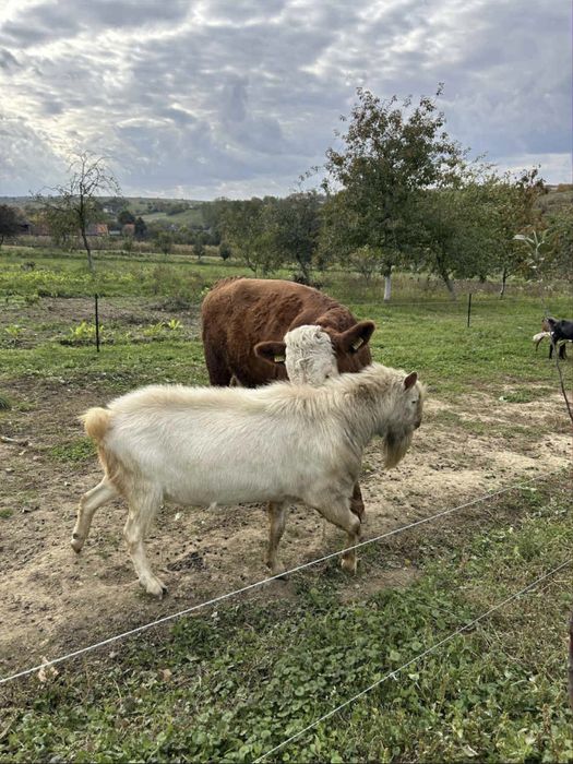 Vând țap saanen de 2 ani
