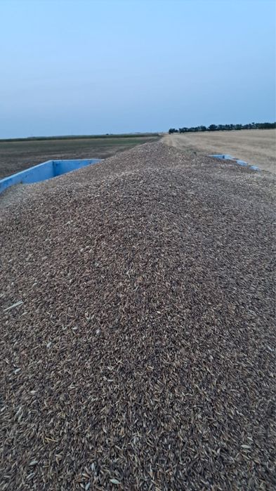 Ovaz negru pentru cai  soi Italienesc