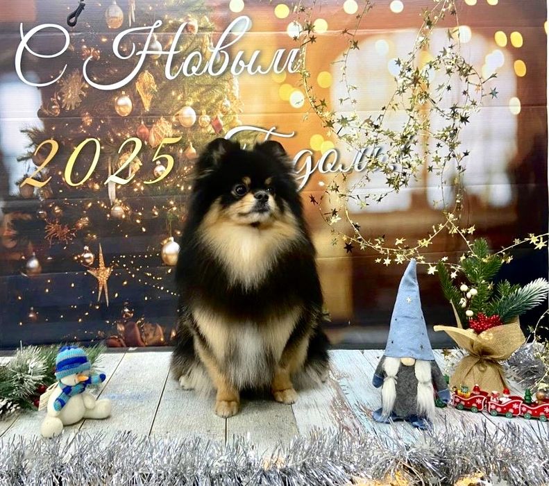 Груминг салон для собак и кошек