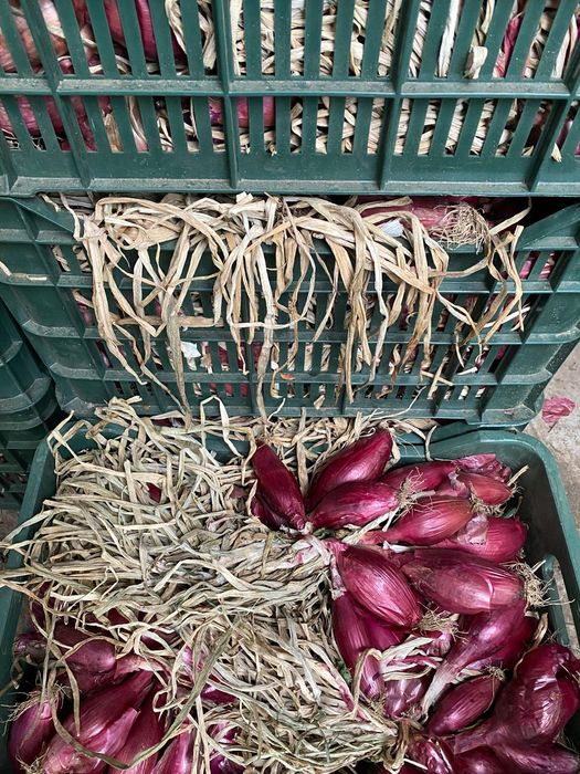 Vând ceapă albă și ceapă roșie