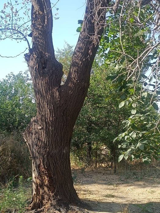 O'rik daraxti, o'tin uchun. O'zingiz kesib ketasiz