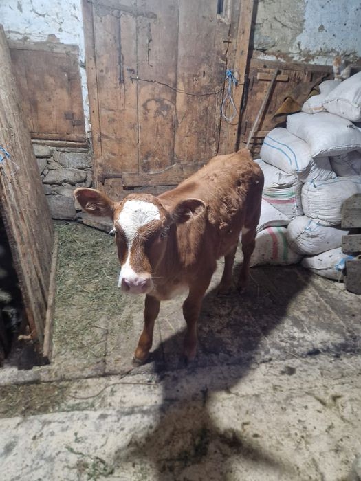 Vând vacă bălțată românească cu vițică de 2 luni