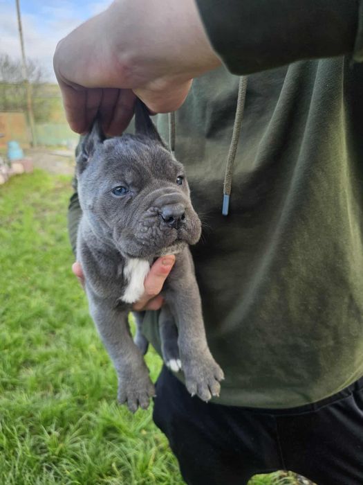 Уникални бебенца Кане карсо