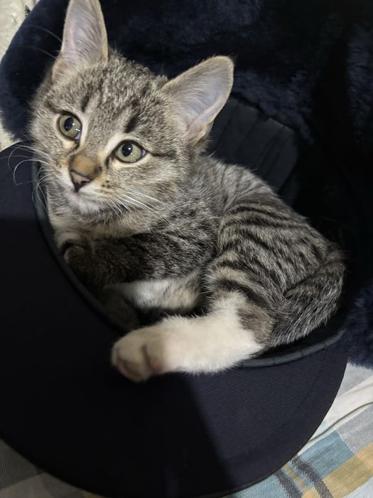 Отдам котят в хорошие руки,котятам по 3 месаца отдам даром с лотком.