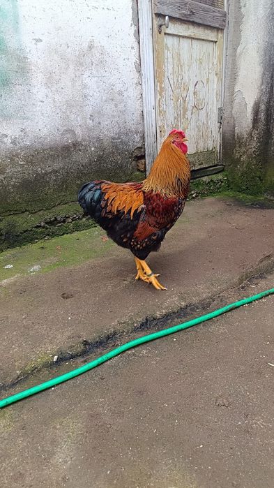 Cocoș wyandotte gsg