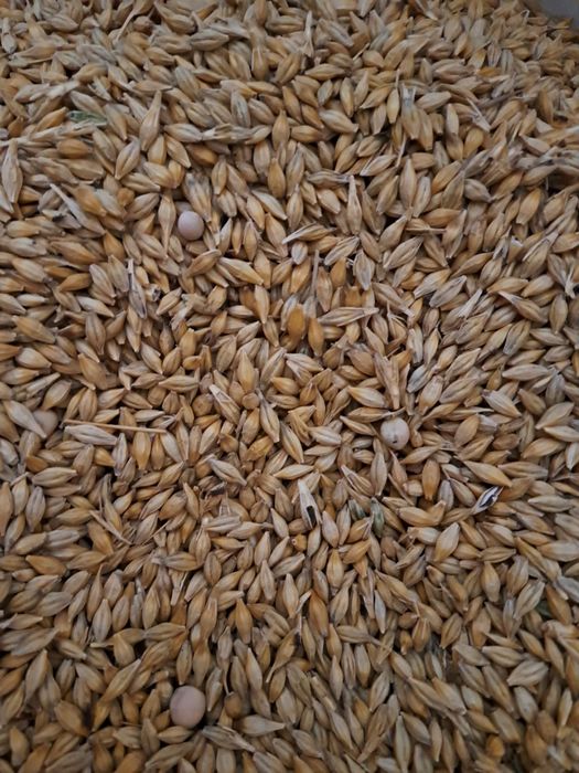 Porumb grâu și orz