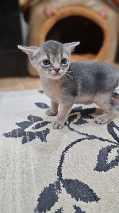 Абиссинский котенок