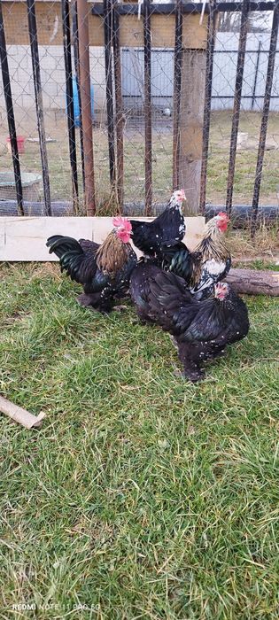 Găini pitice mii de flori 4+2