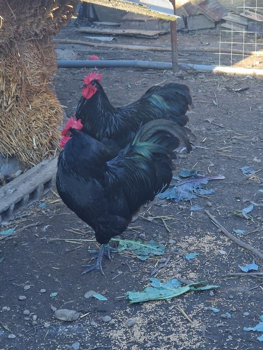 Cocosi Australorp negru si albastru