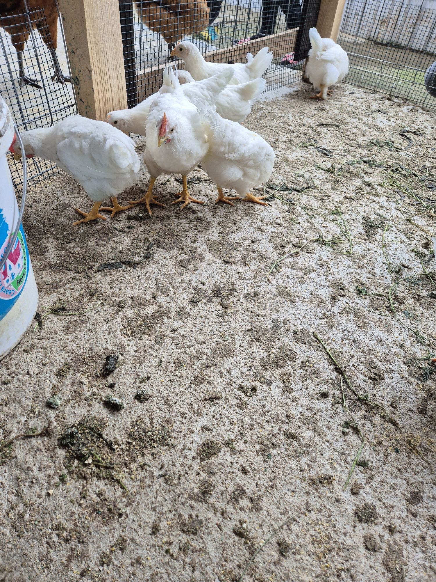 Cocoși leghorn  !