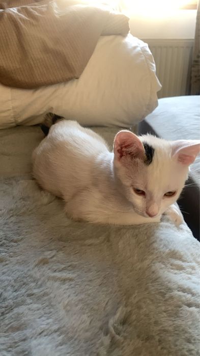 Pisici pentru adoptie