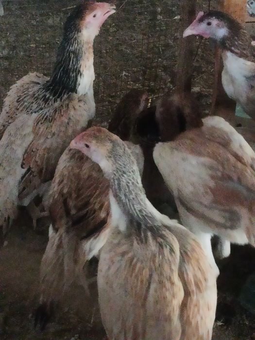 Dakan xoʻroz va makoyon lar sotiladi