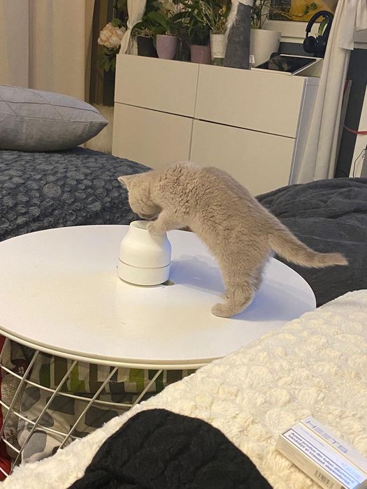 Pisoi British 2 luni