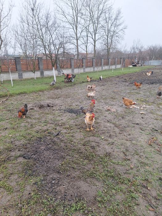 Vand cocosi 4-5 kg viu din primavara crescuti cu cereale la liber.