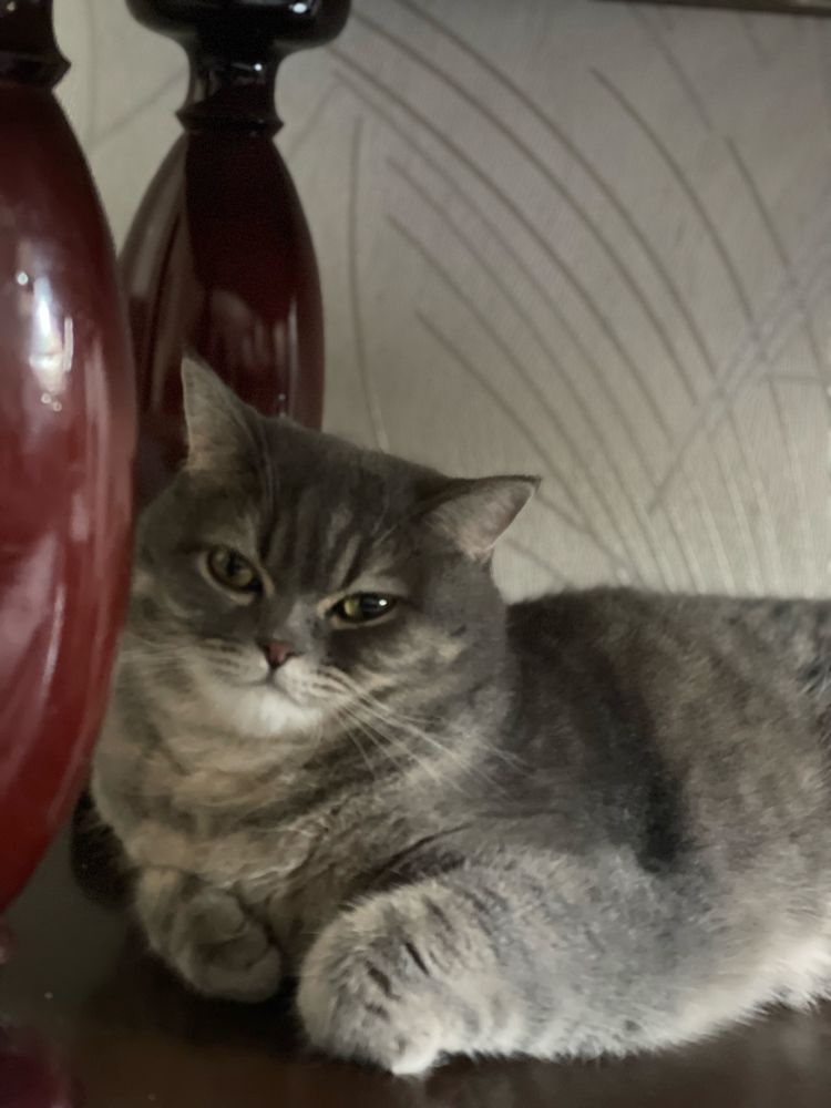 Отдам. кота в хорошие руки