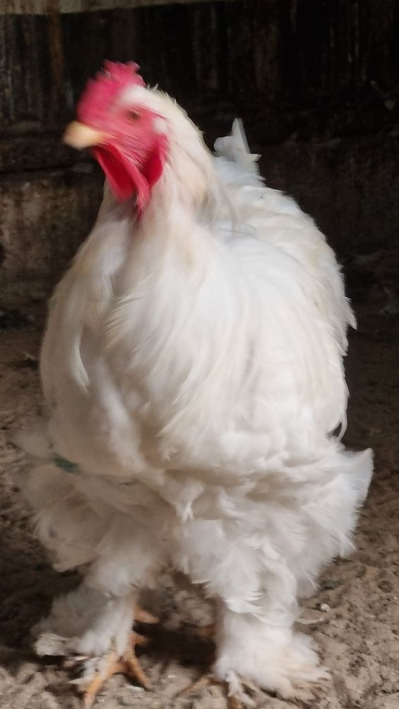 Oua de incubat de la următoarele găini