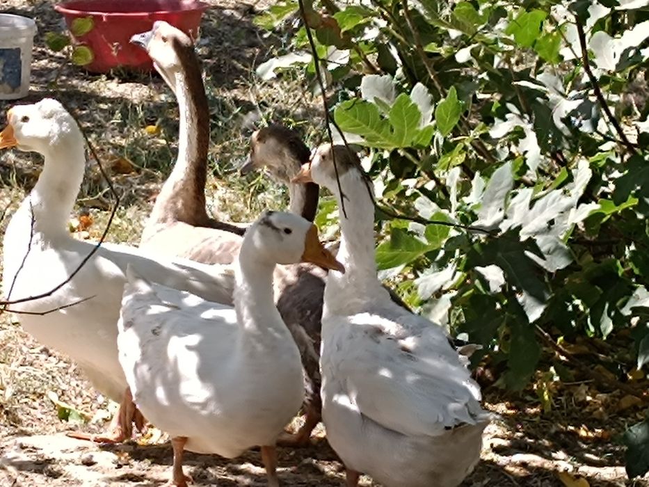 Продаются большие гуси
