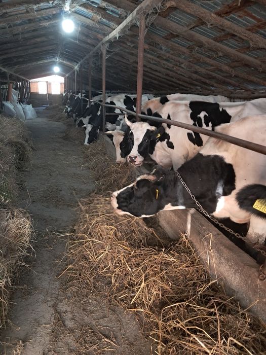 Vând vaci Bălțată românească