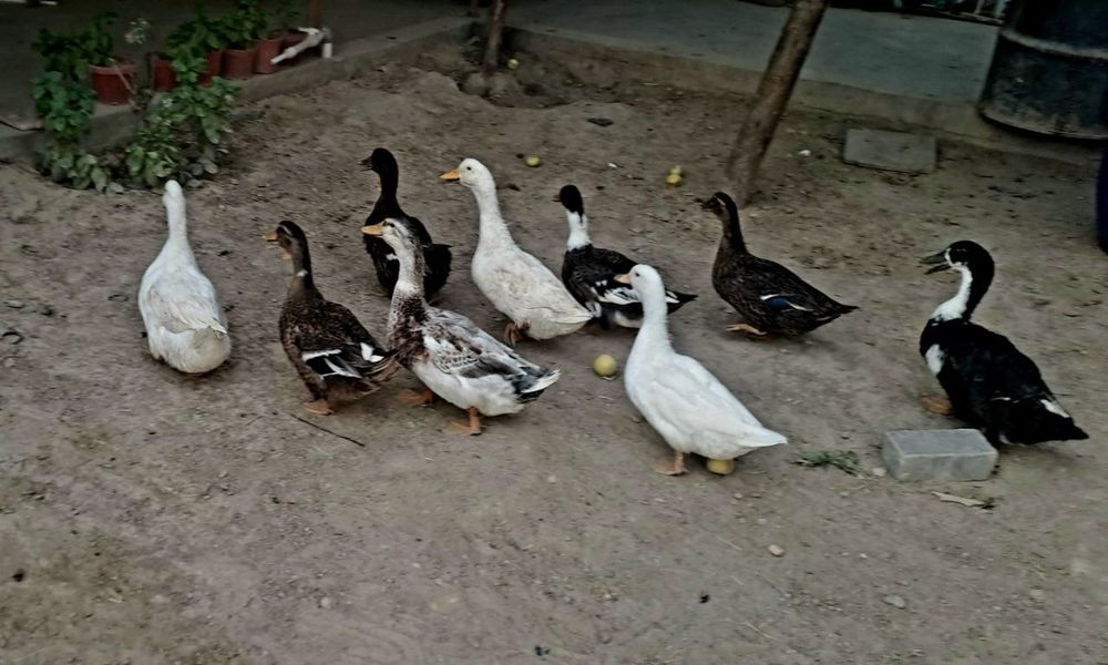 Uyda boqilgan ordaklar