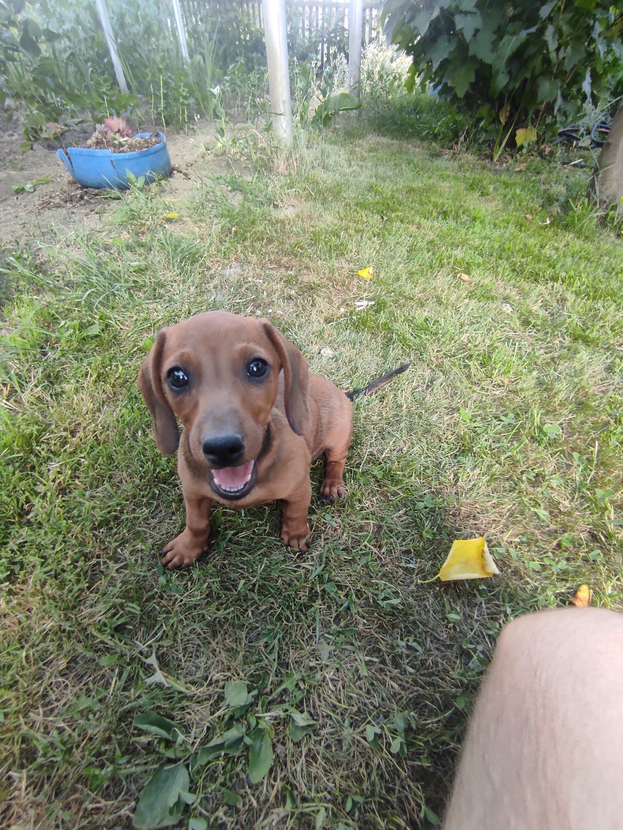 Vand catel Teckel Dachshund