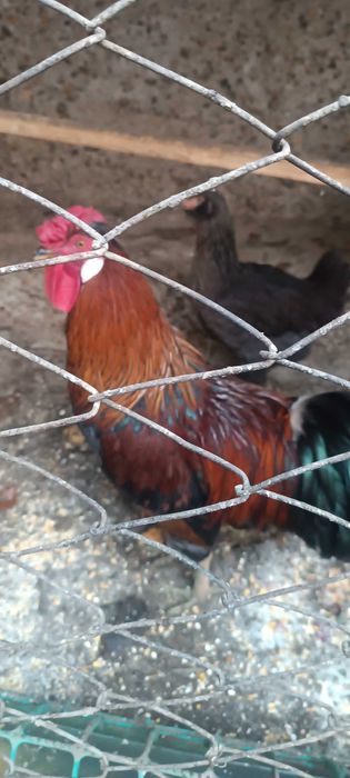 Xo'roz sotiladi 150 ming sum