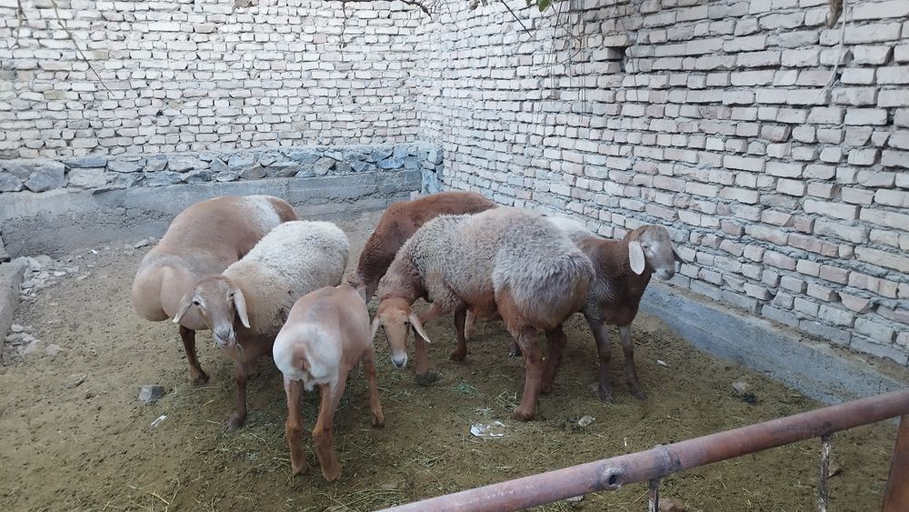 Арашан Кузи ва кучкорлар