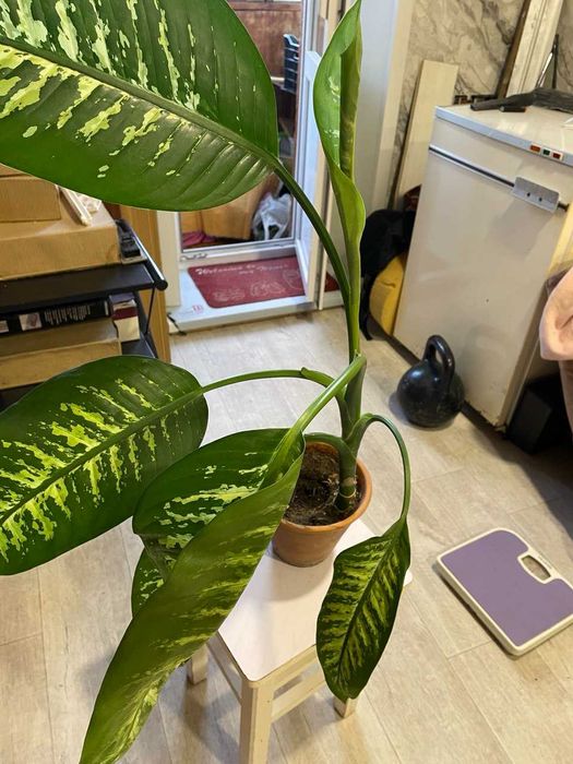 Диффенбахия комнатное растение