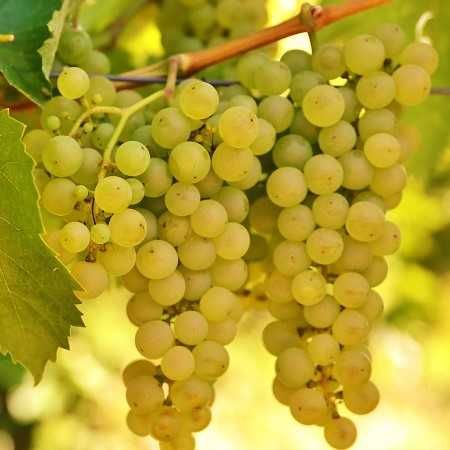 Feteasca Regala - Struguri pentru vin alb