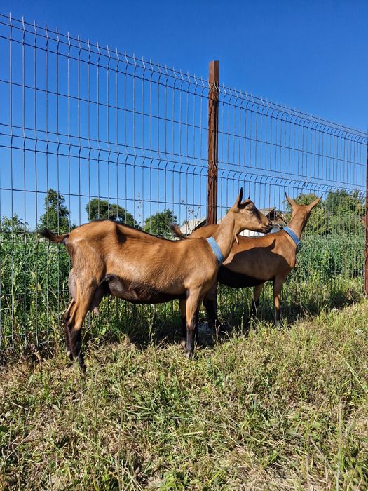 Alpina Franceza rasă pură