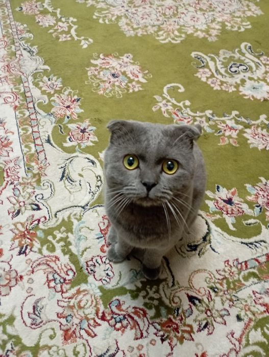 Кот вислоухий шотланская порода