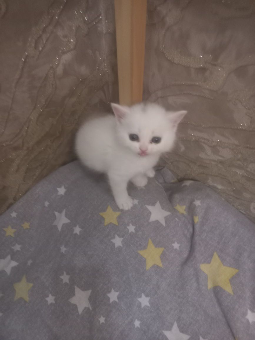 Котята страйты 100,000 сум